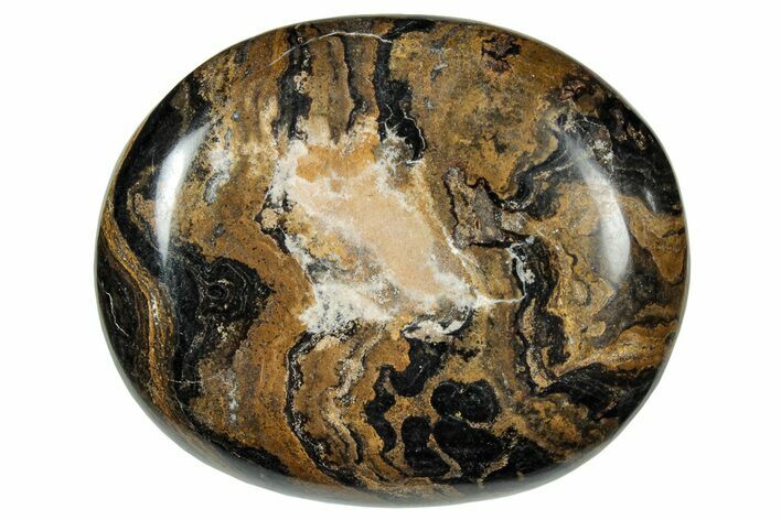 Polished Stromatolite (Greysonia) Pebble - Bolivia #302498
